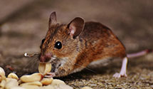 24 Hour & Emergency Exterminators in Woodlawn Hgts, IN
